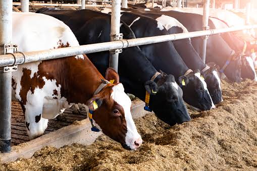 Nairobi Consumers Feel the Heat as Milk Prices Rise