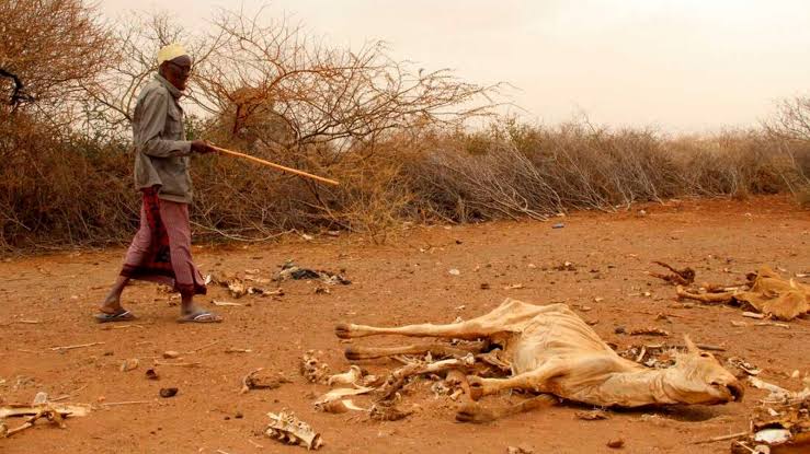 Sh1.34 Billion Drought Fund Targets Marsabit and Turkana Recovery