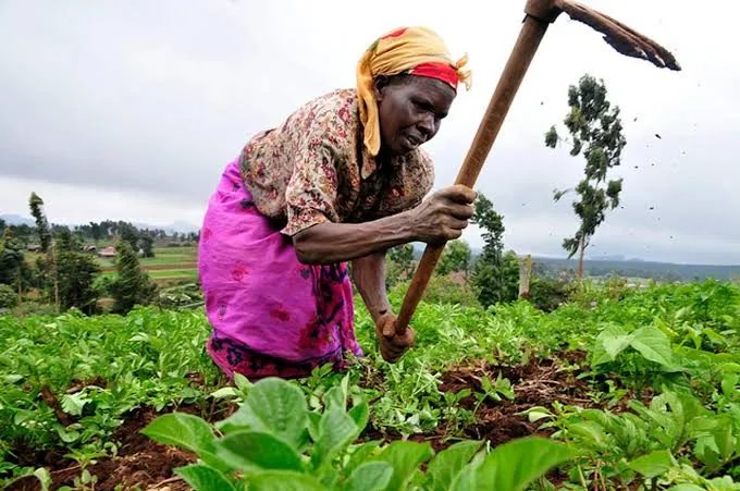 Beyond The Current Seasion: How Kenyan Families, Farmers And Cooperatives Can Build For Tomrrow