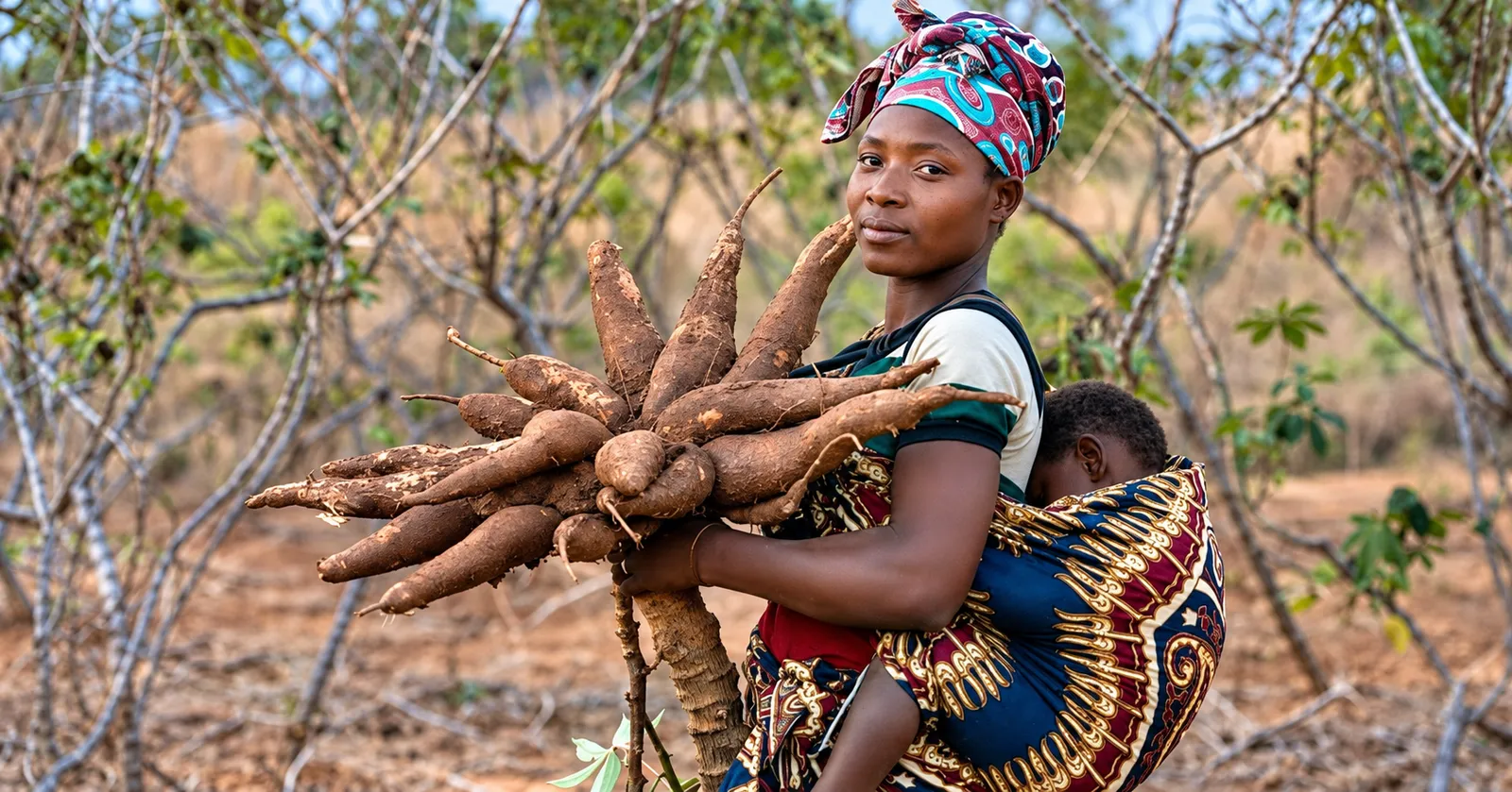 The Cassava Question: Who Will Gain From Busia’s Sh130 Million Processing Plant ?